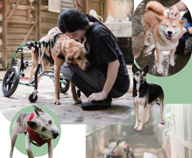 犬山居2027公益掛曆(預購中)