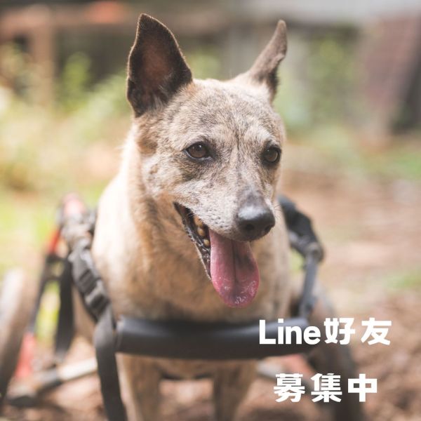 【千呼萬喚始出來‼｜即刻加入犬山居LINE好友】​