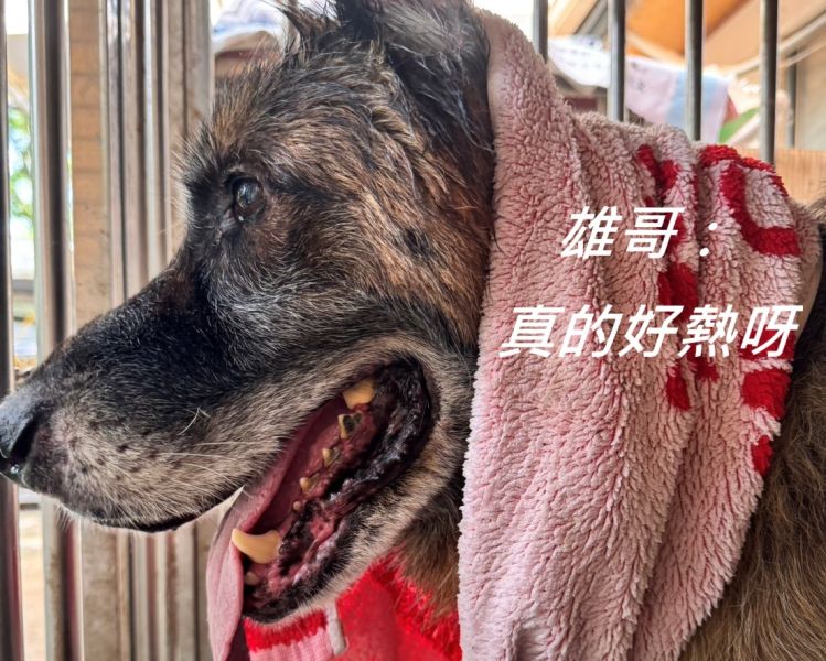 【水冷扇募集－懇請幫助狗兒們渡過酷熱炎夏】